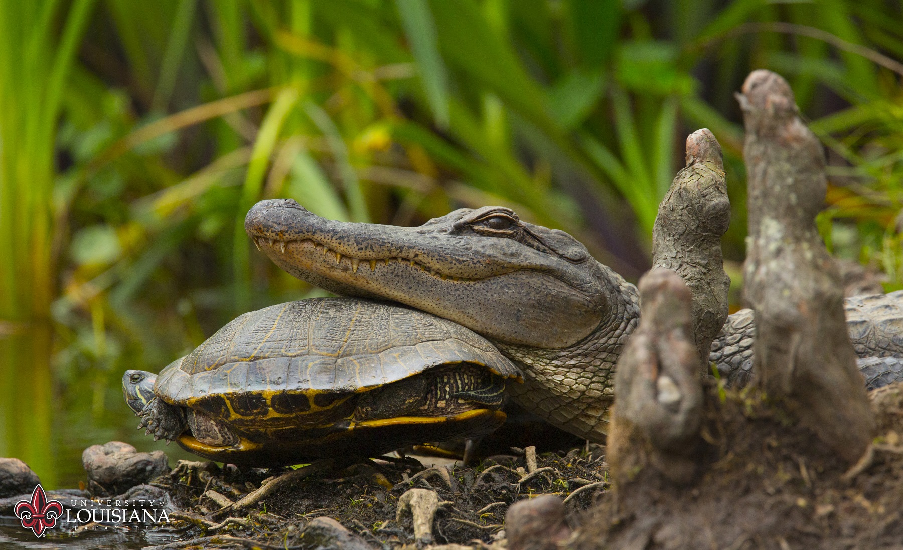 alligator and turtle on UL Lafayette campus