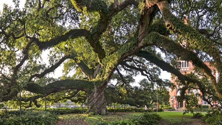 Century Oak tree on the UL Lafayette campus